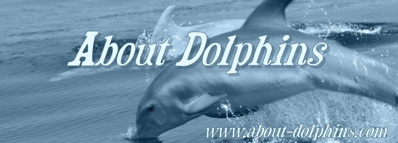 About Dolphins
