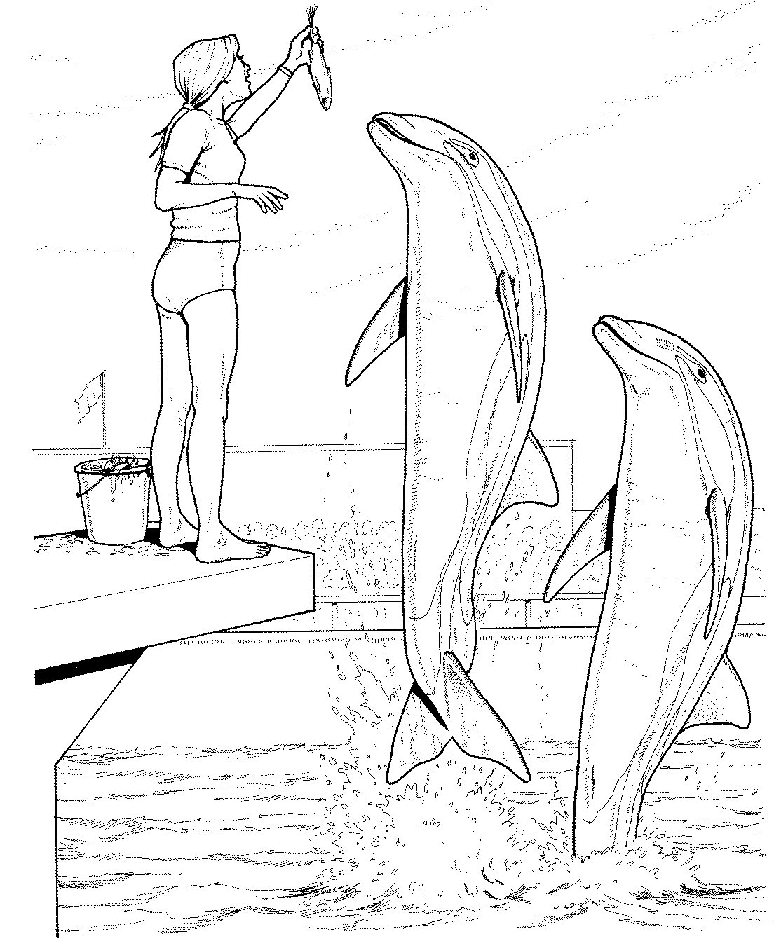 Dolphin Coloring Pages