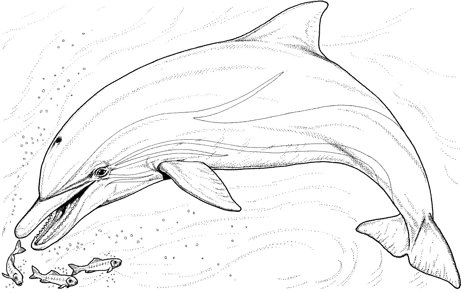 Dolphin Coloring Pages