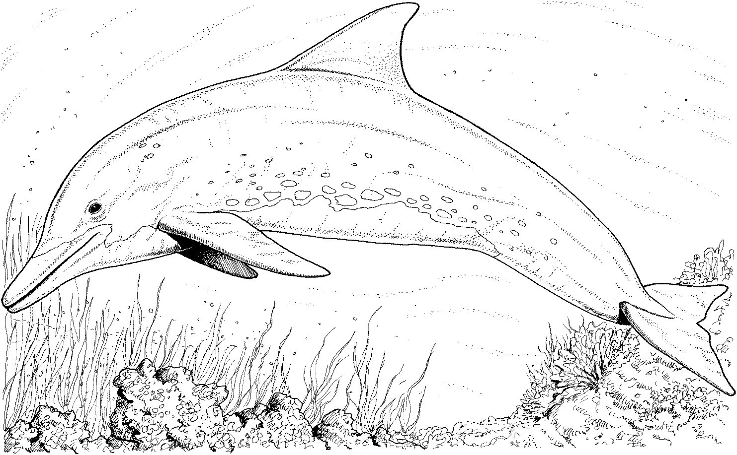 Dolphin Coloring Pages