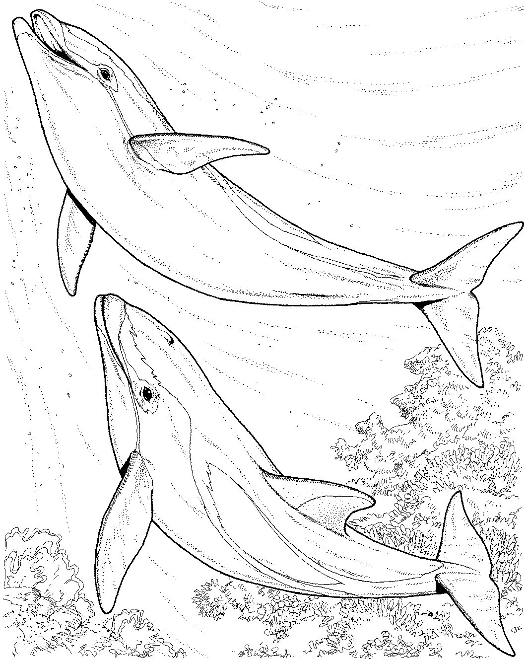 Hard Dolphin Pages Coloring Pages