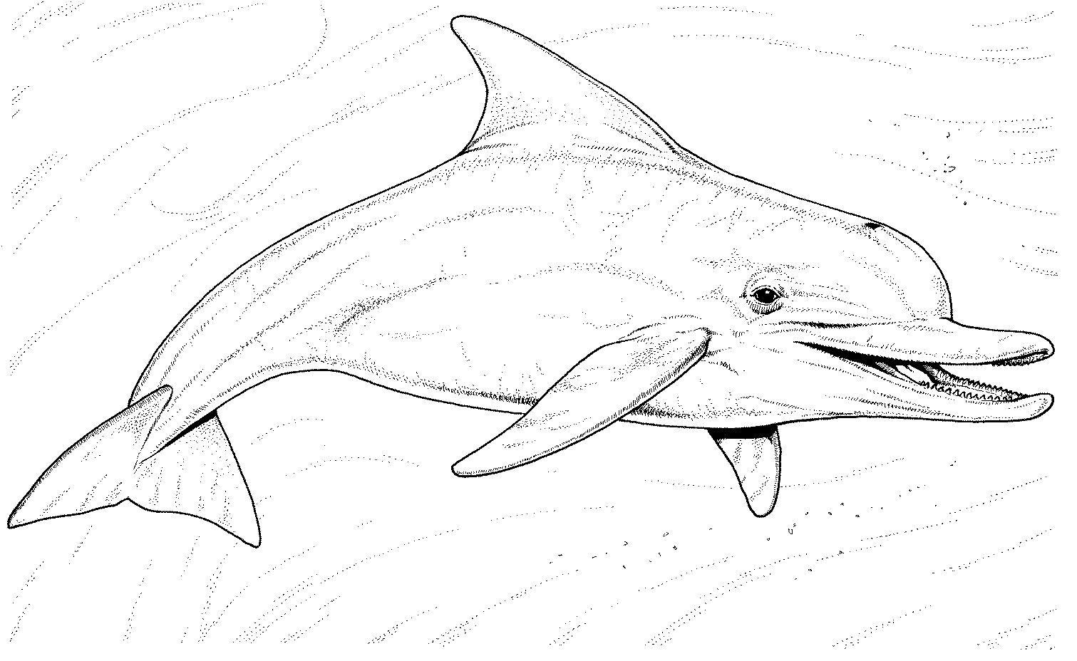 Dolphin Coloring Pages