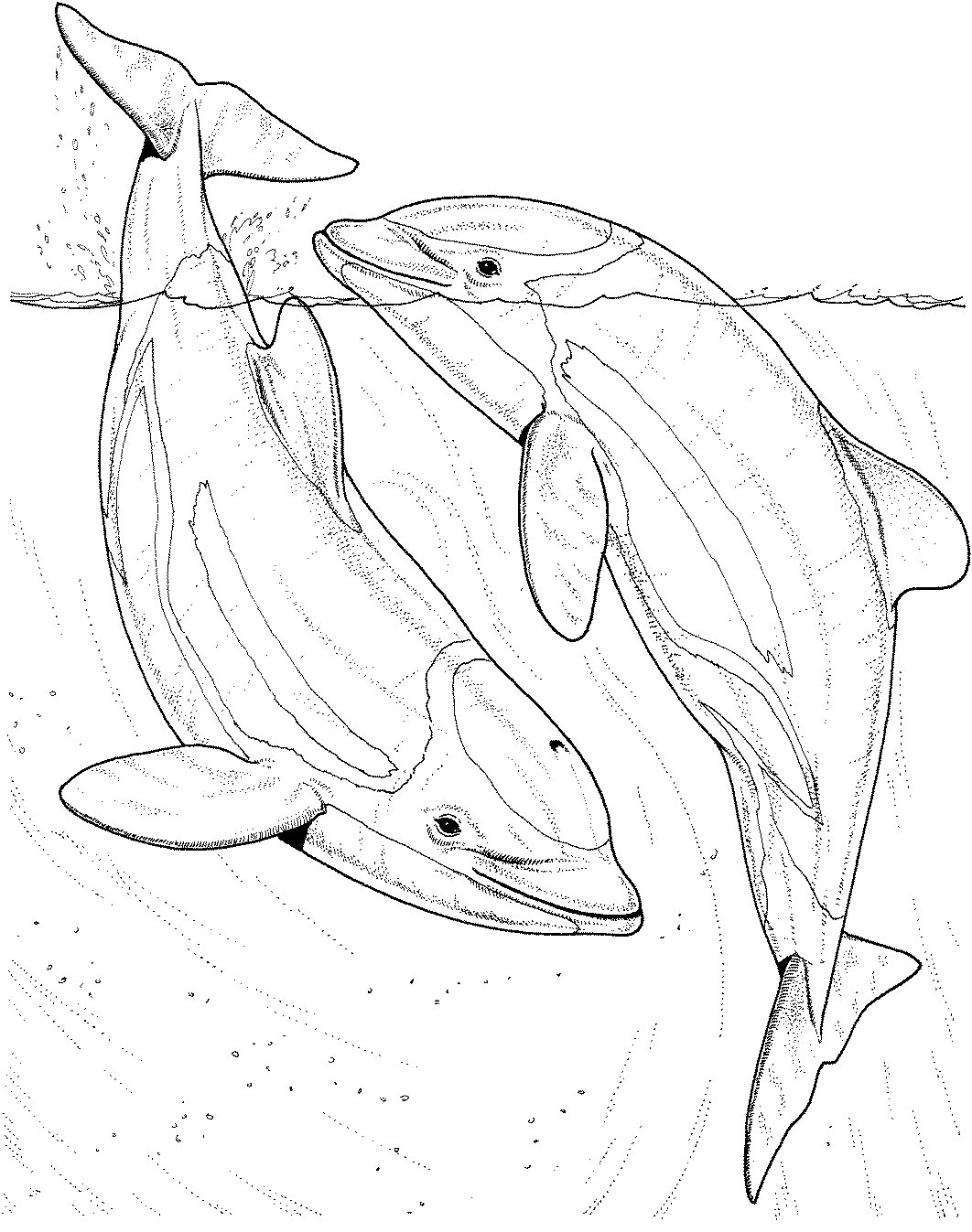 Dolphin Coloring Pages