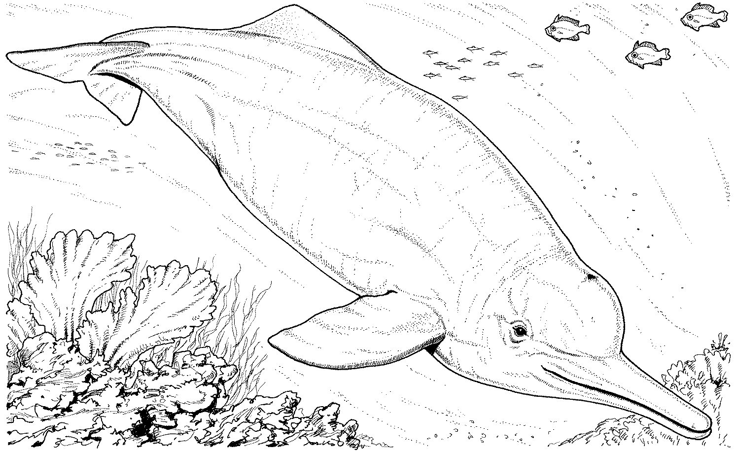 Free Dolphin Coloring Pages