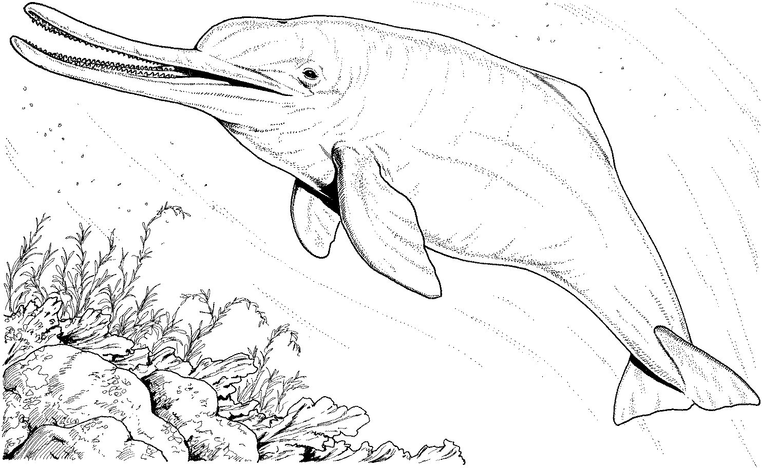 Амазонский Дельфин раскраска