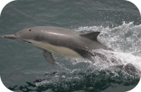 Long Beaked Dolphin Photo