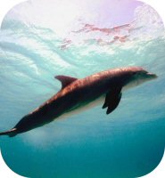 Dolphins vs Porpoises