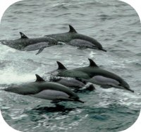 Dolphin Pod Picture