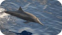 Eastern Spinner Dolphin Photo