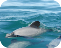 Hector's Dolphin Photos