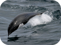 Northern Right Whale Dolphin Photo