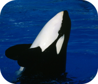 Orca Whale Photo