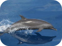 Pantropical Spotted Dolphin Picture