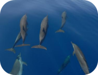 Spotted Dolphin Picture