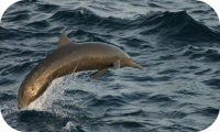 Central American Spinner Dolphin Photo