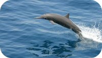 Central American Spinner Dolphin