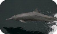 Central American Spinner Dolphin Picture
