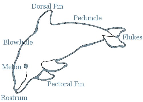 Dolphin Anatomy