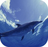 Dolphin Picture