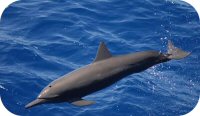 Eastern Spinner Dolphin Picture