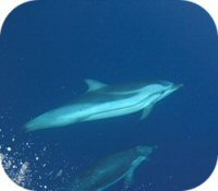 Striped Dolphins