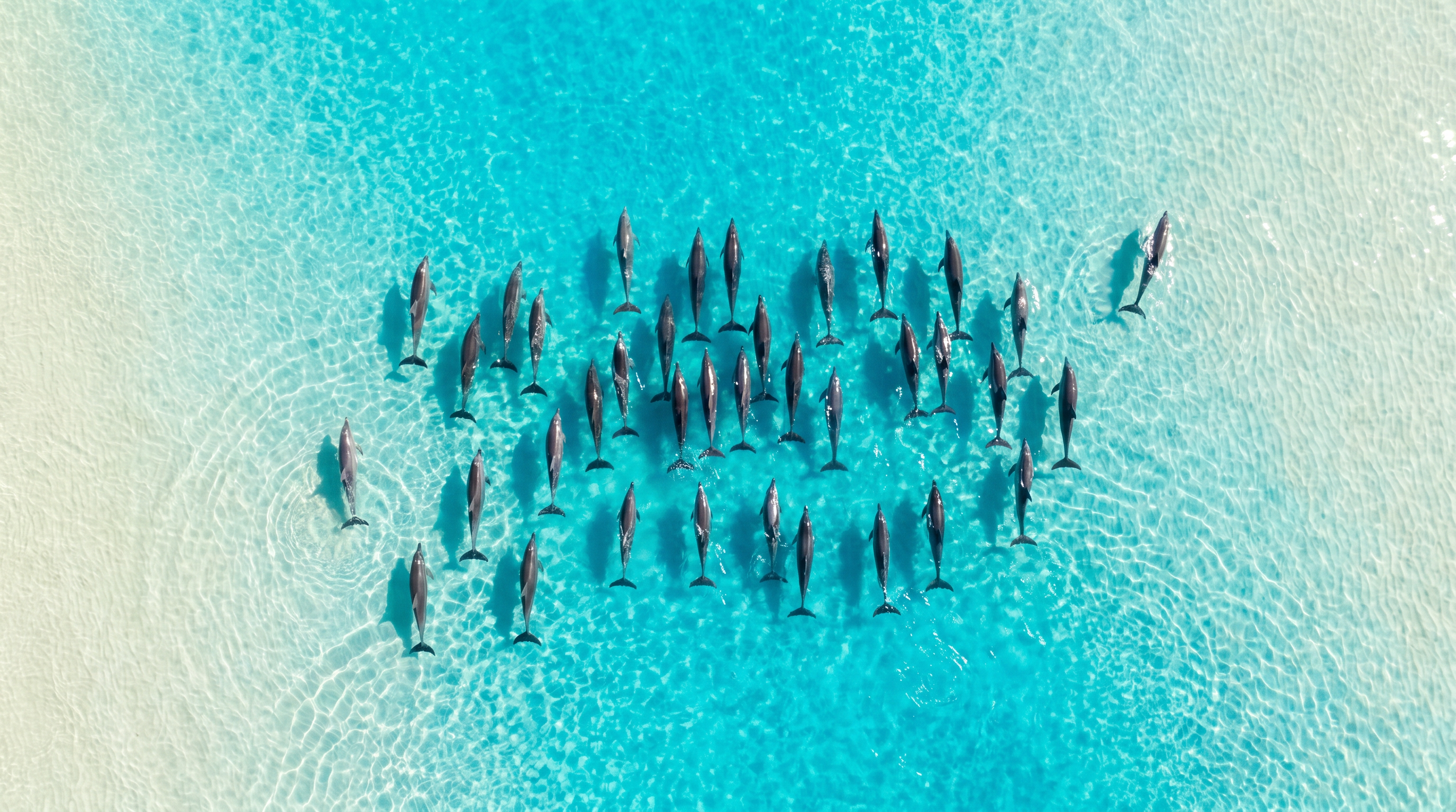 Aerial view of a pod of dolphins