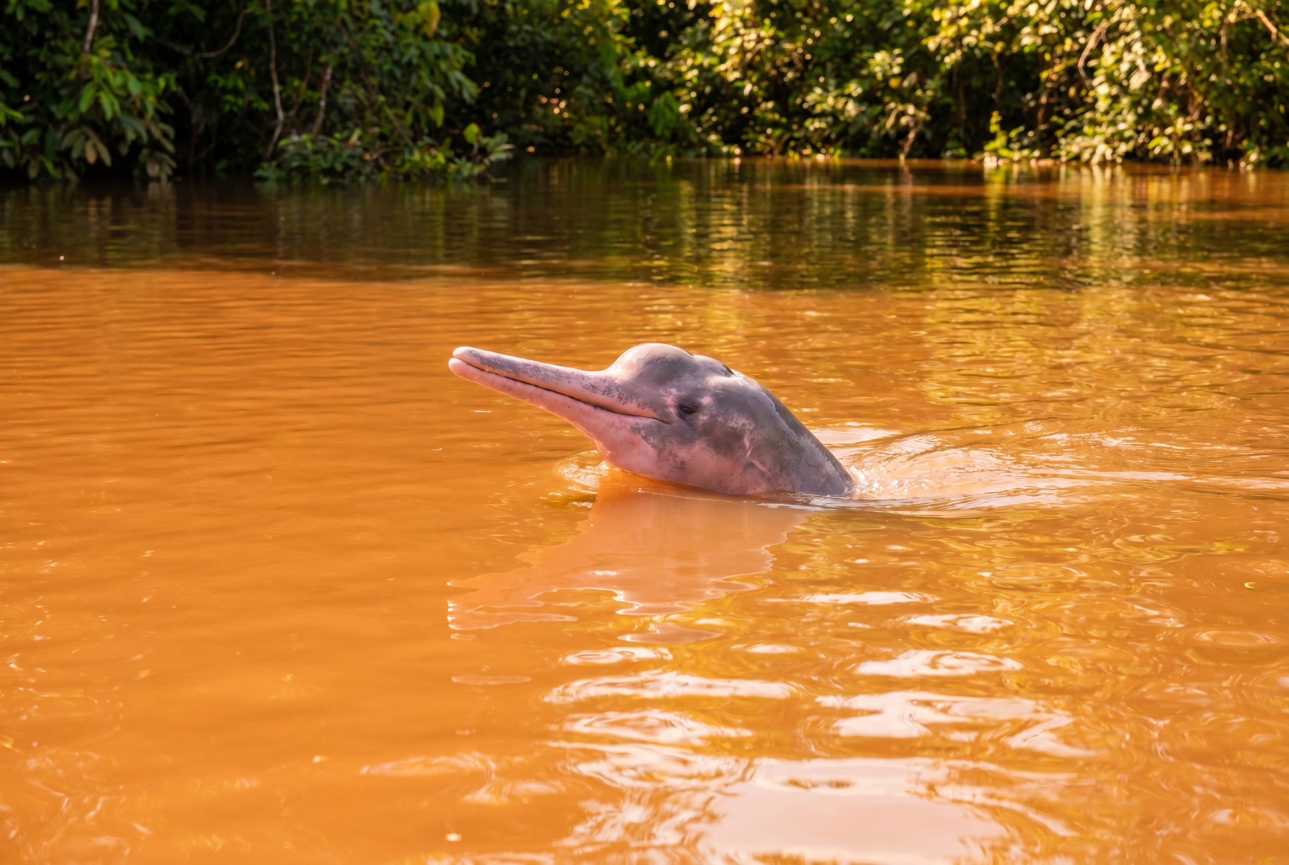 Amazon River Dolphin