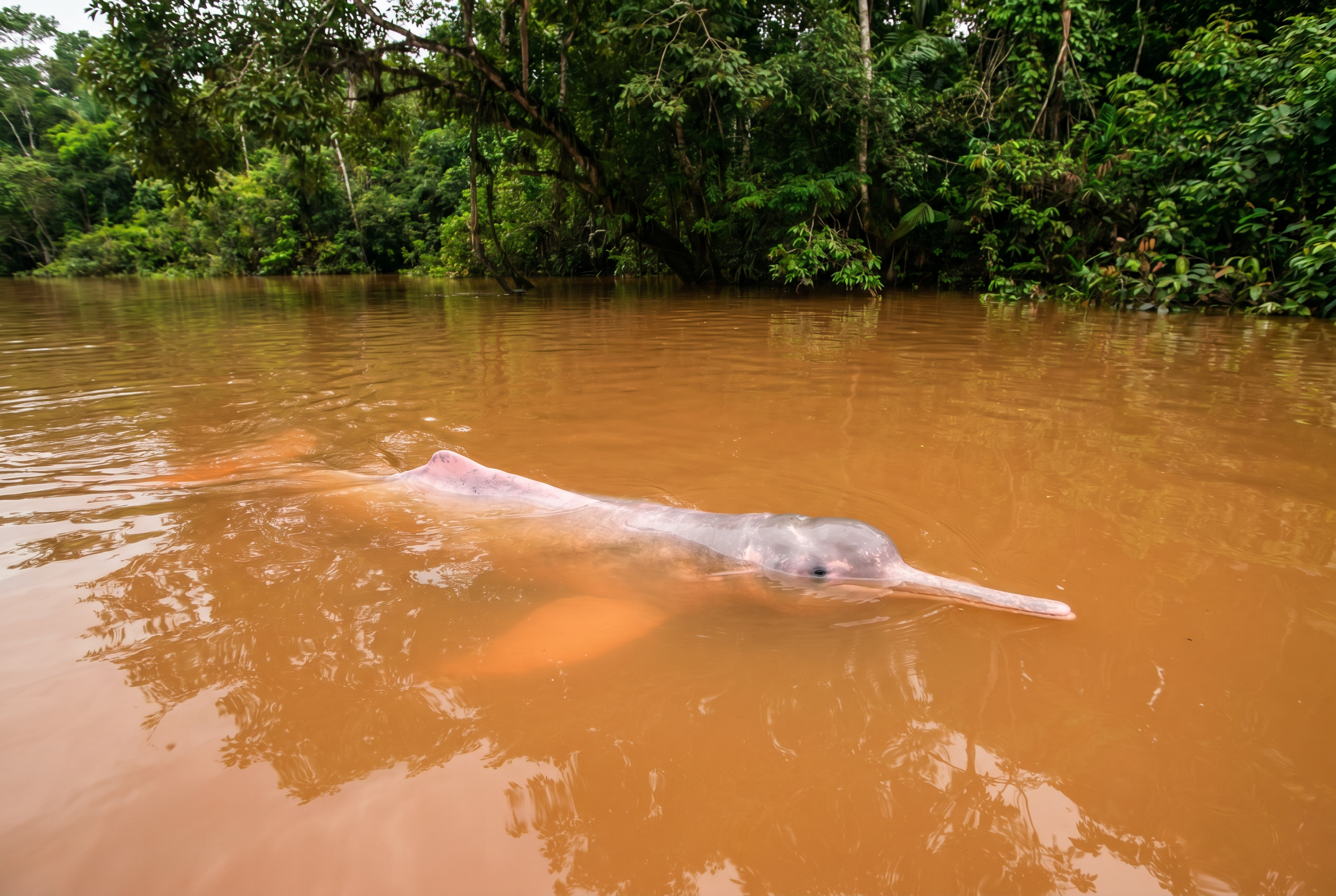 Amazon River Dolphin