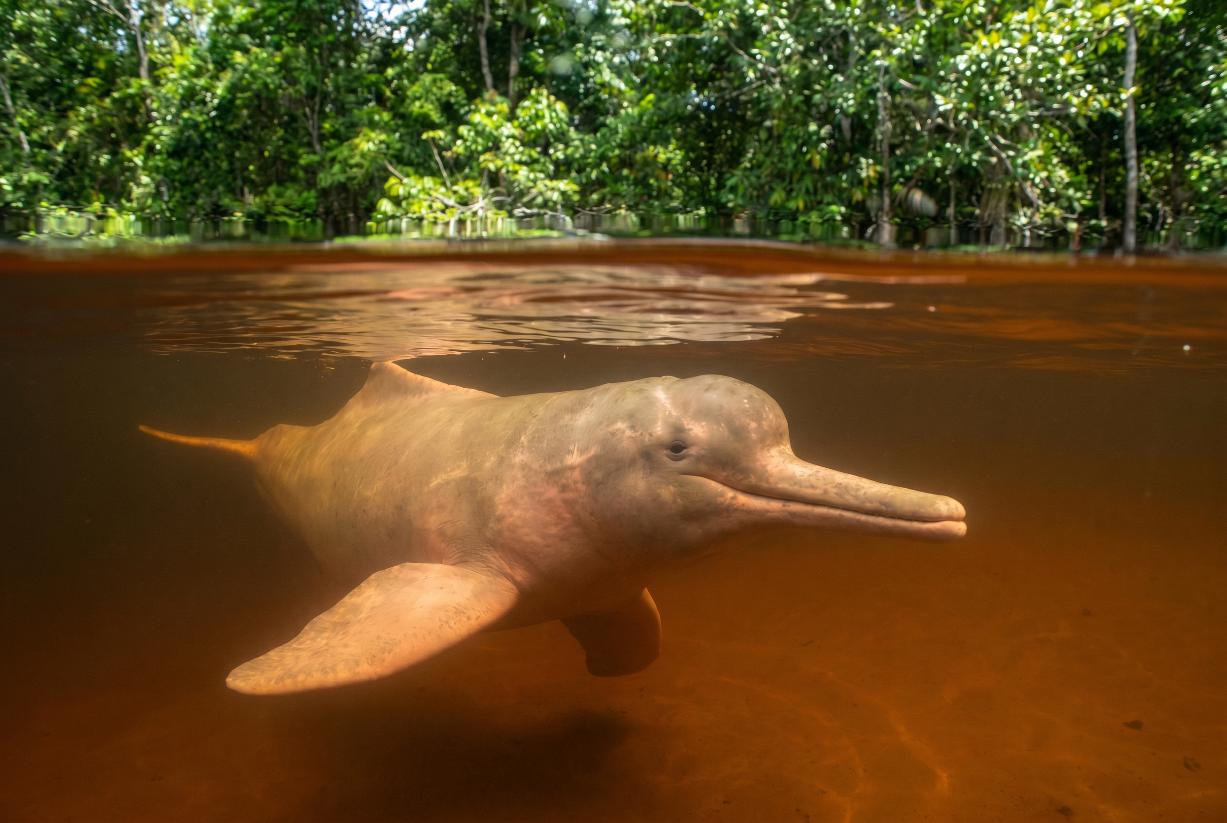Amazon River Dolphin