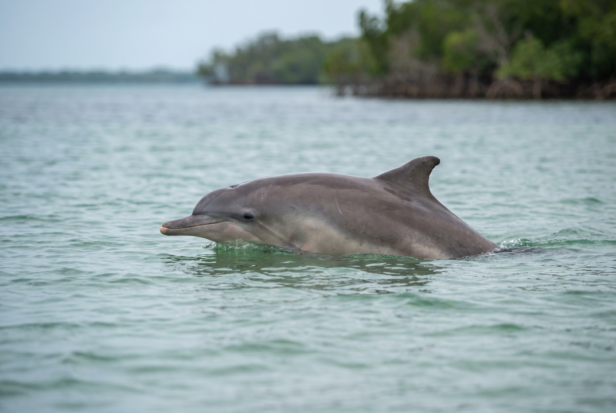 Atlantic Humpbacked Dolphin