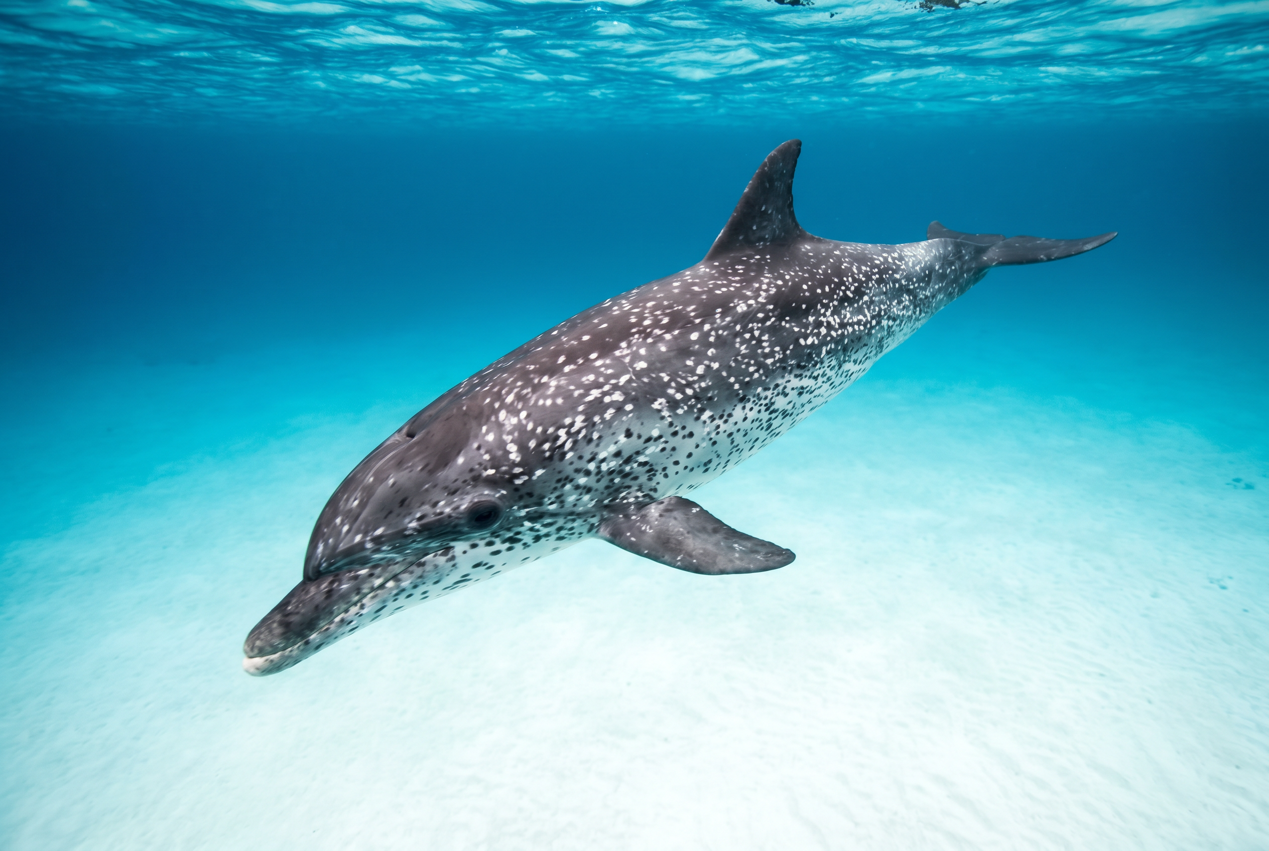 Atlantic Spotted Dolphin
