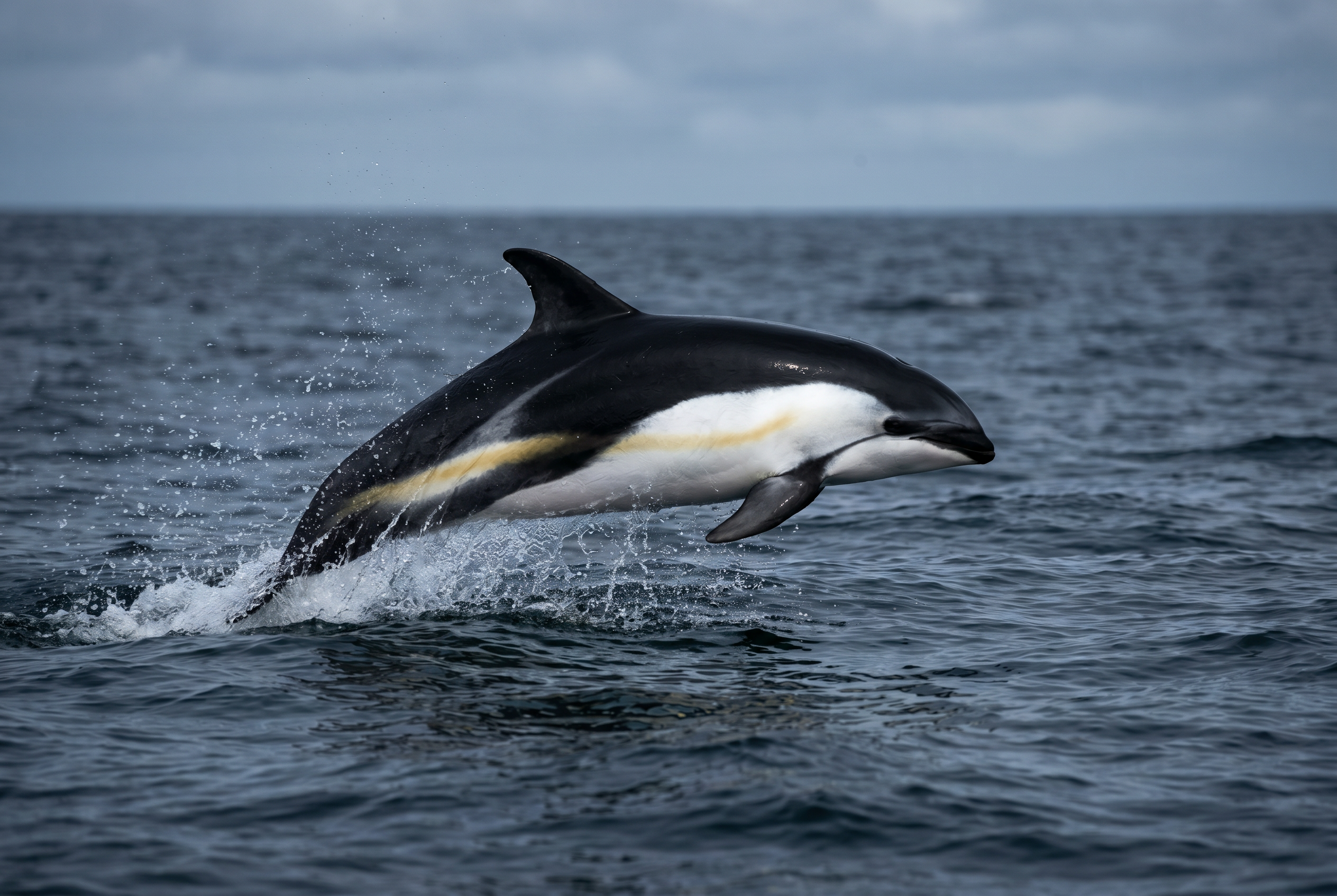 Atlantic White-sided Dolphin