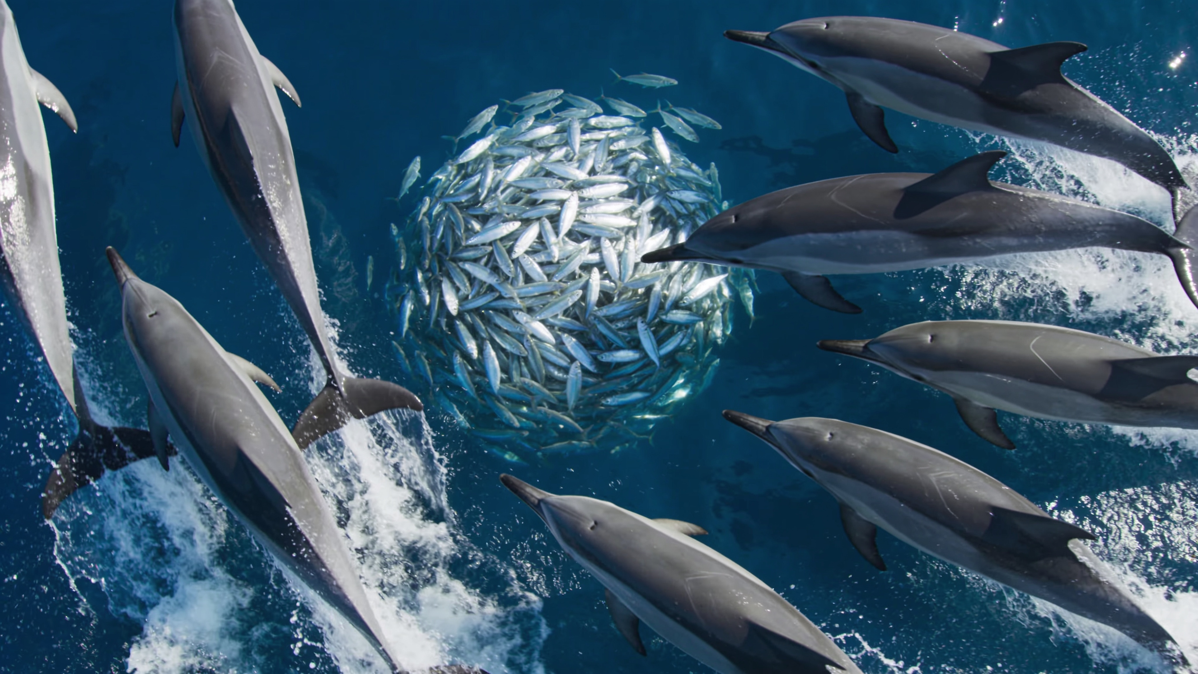 Common Dolphins Herding