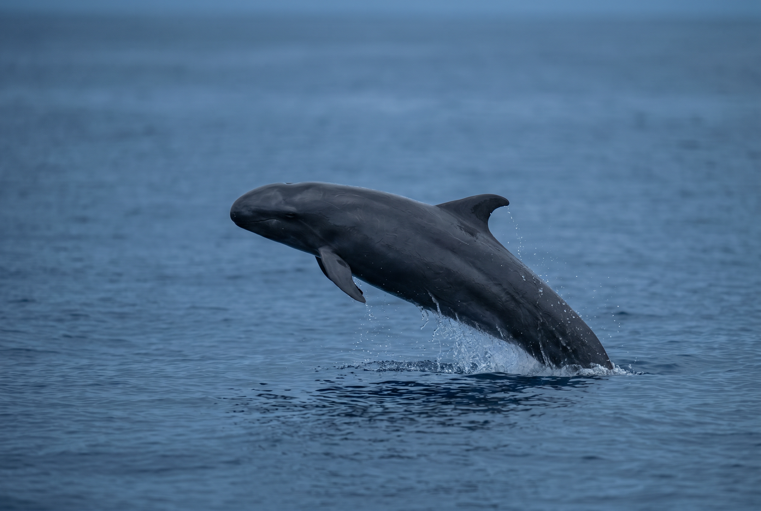 False Killer Whale