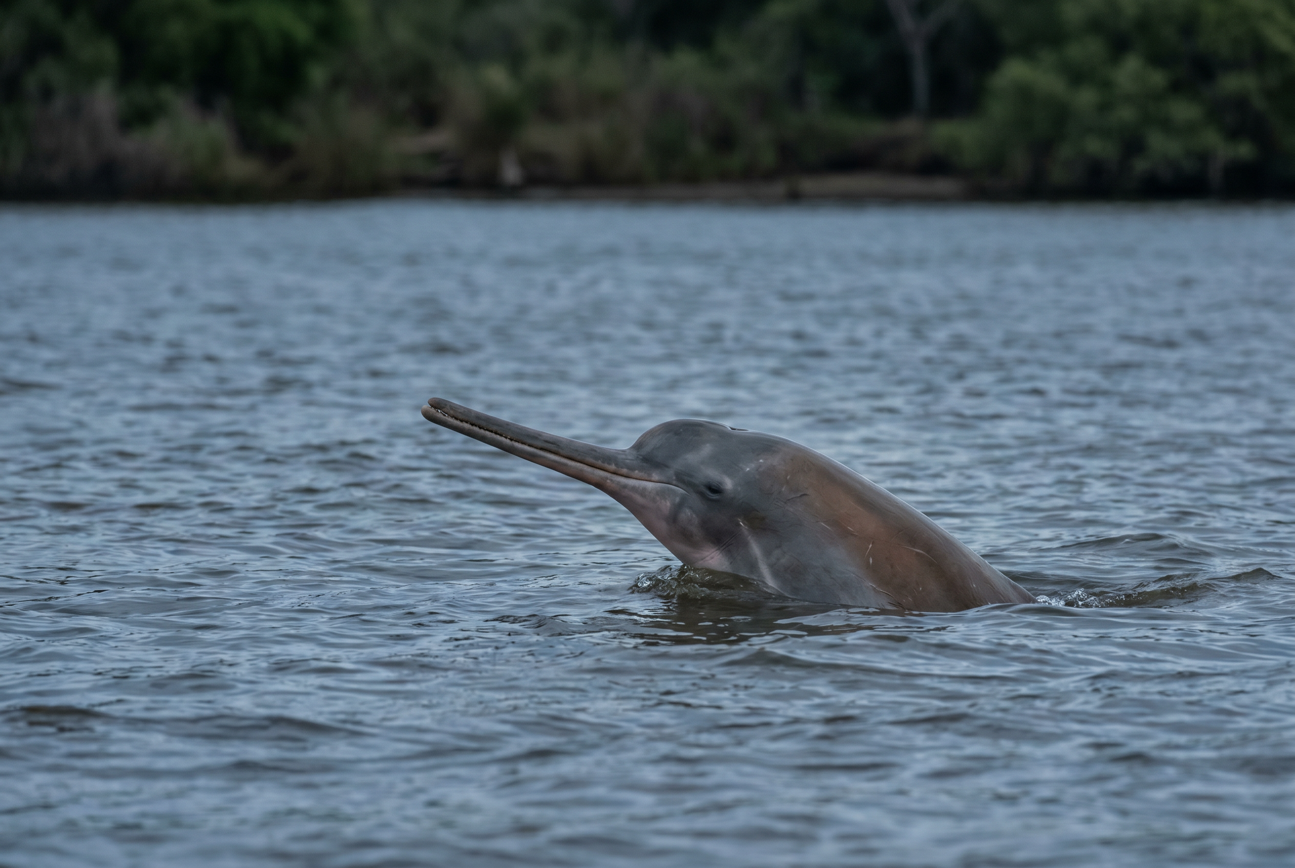 Franciscana River Dolphin