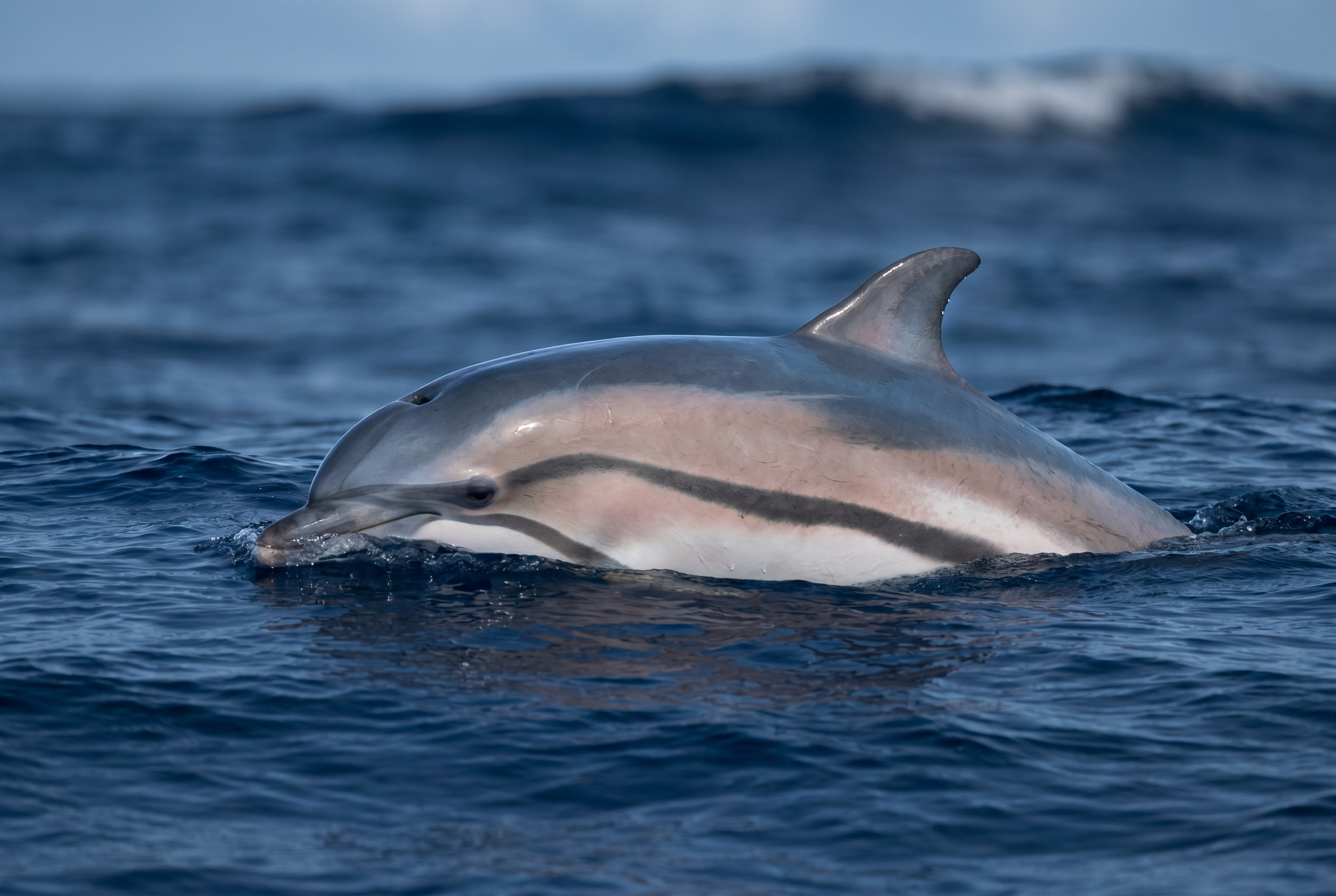 Fraser's Dolphin