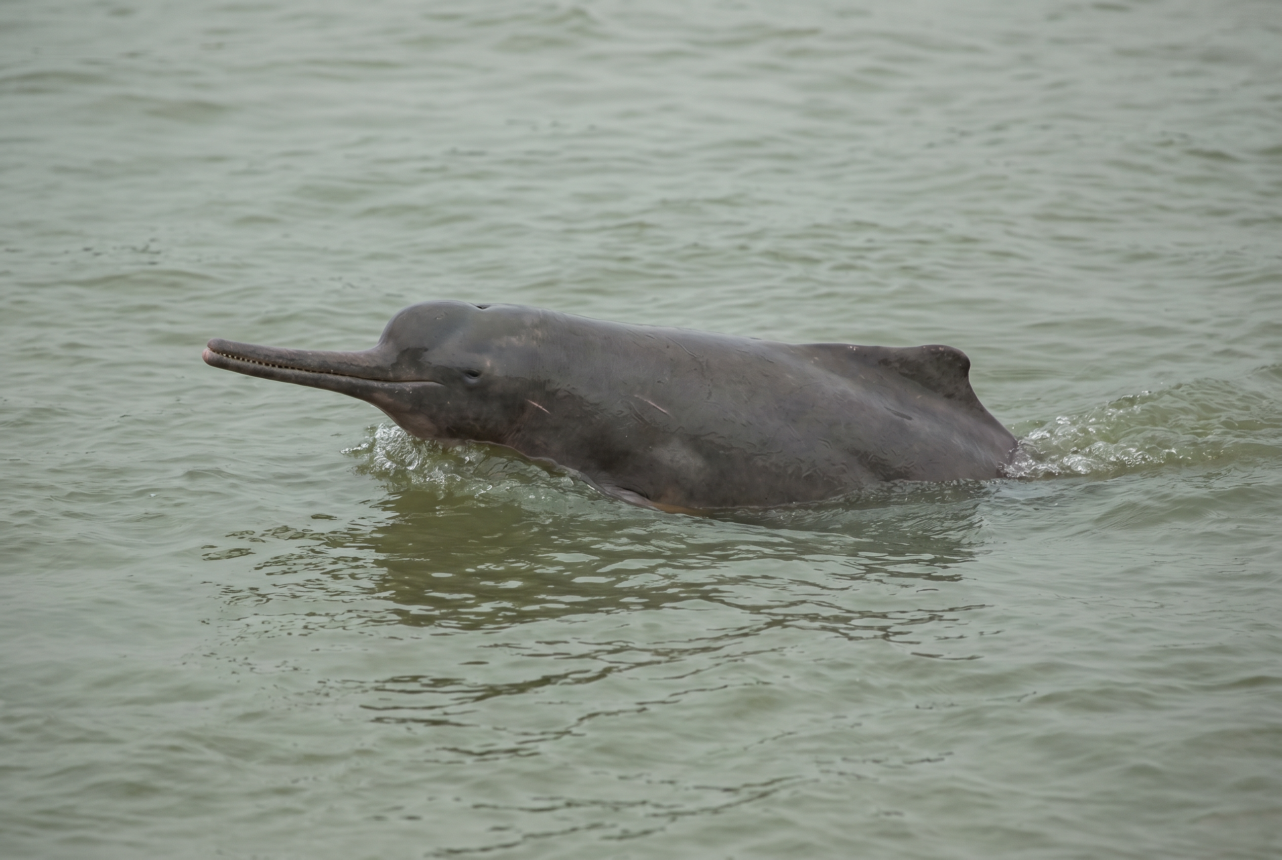 Ganges River Dolphin