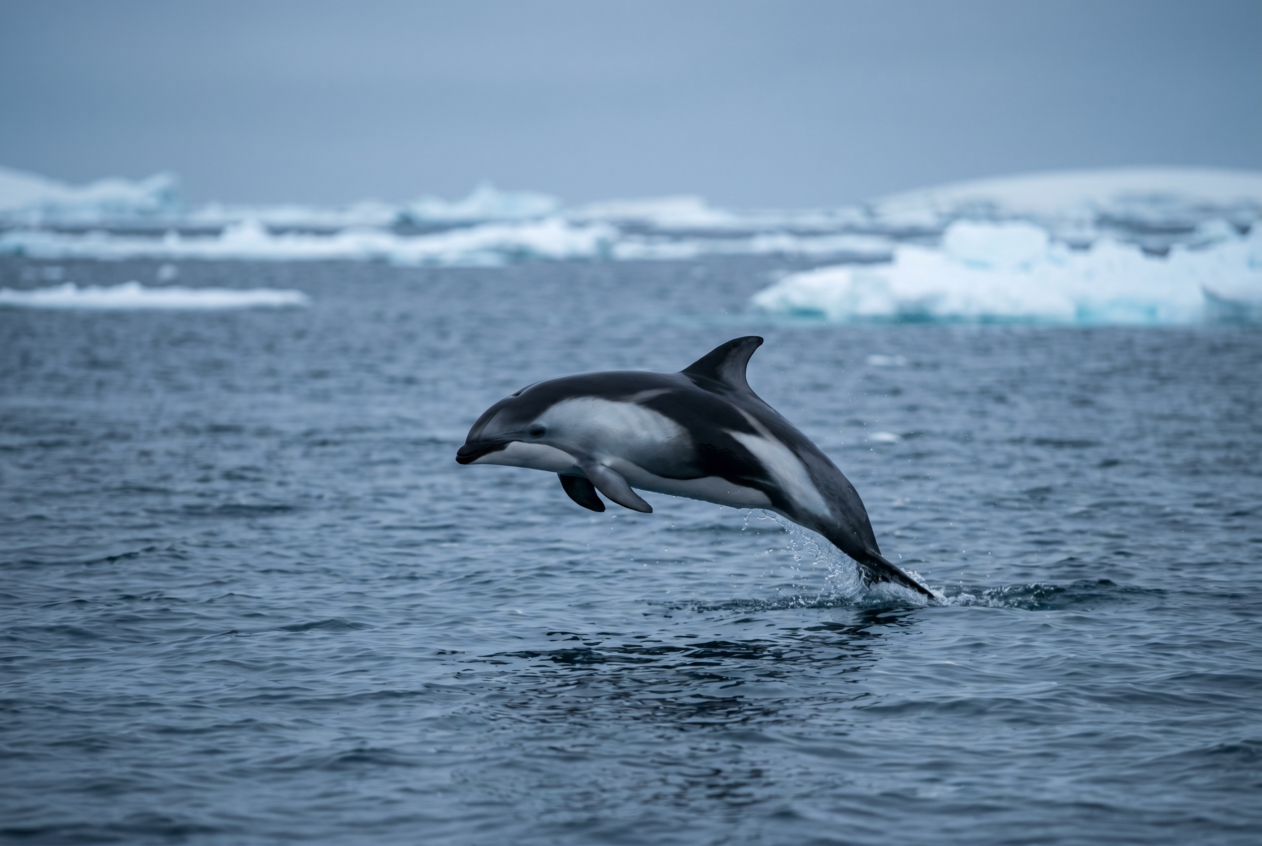Hourglass Dolphin