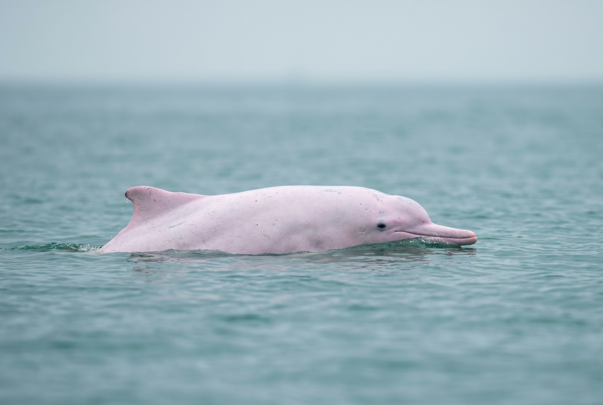 Indo-Pacific Humpbacked Dolphin