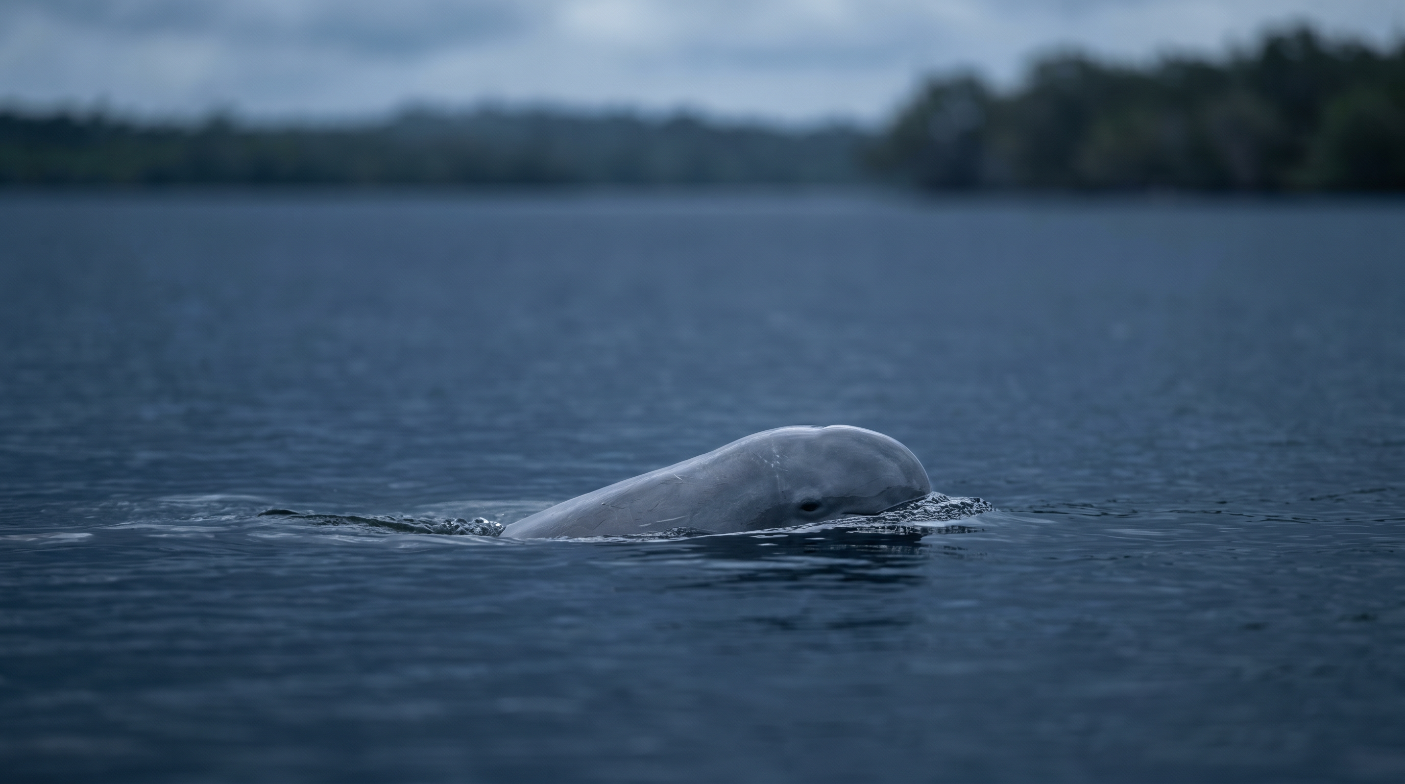 Irrawaddy Dolphin