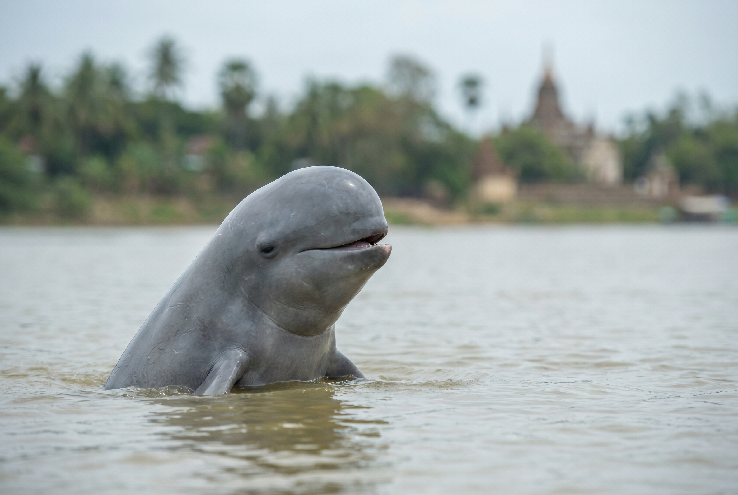 Irrawaddy Dolphin