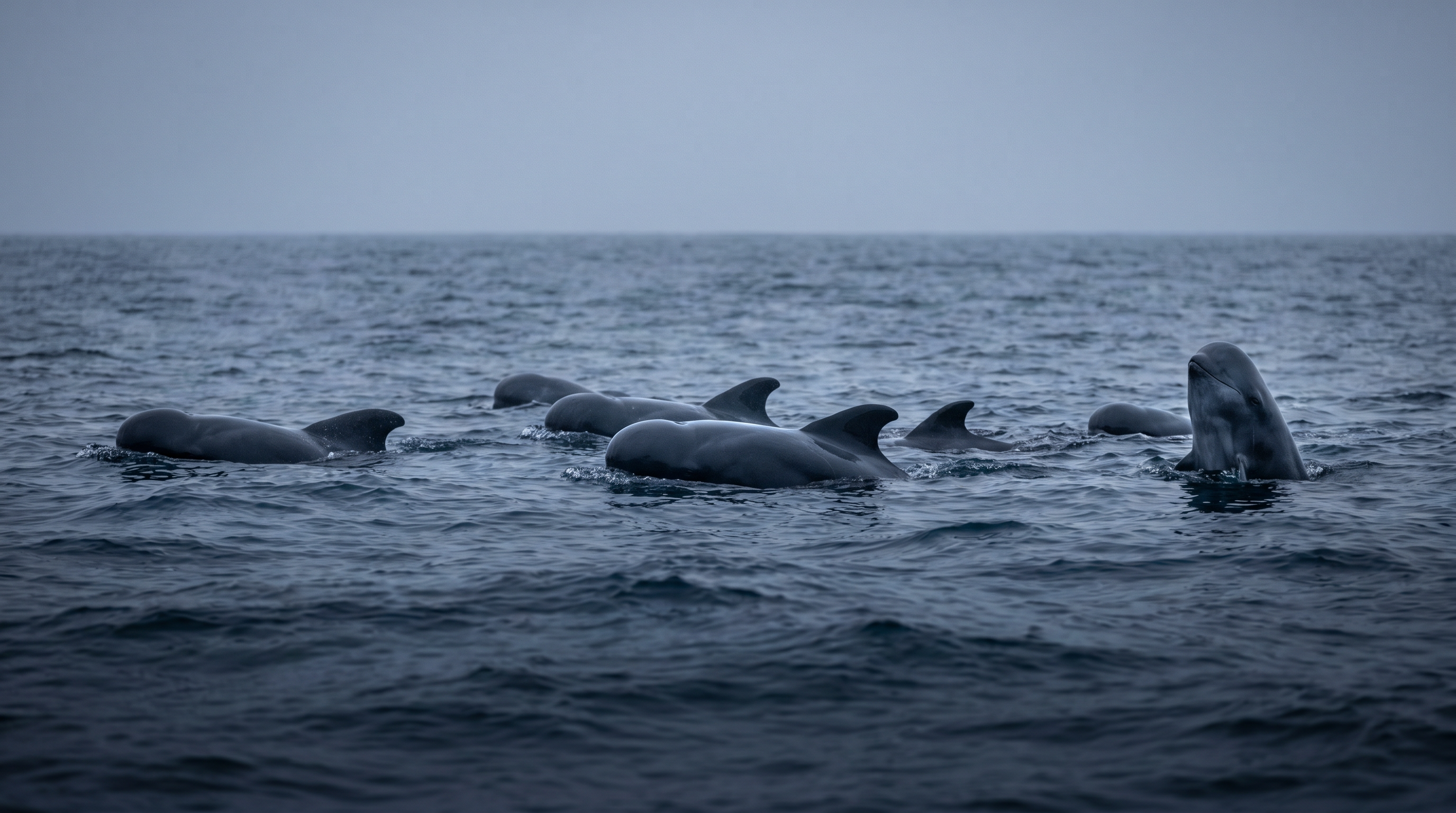 Long-finned Pilot Whale