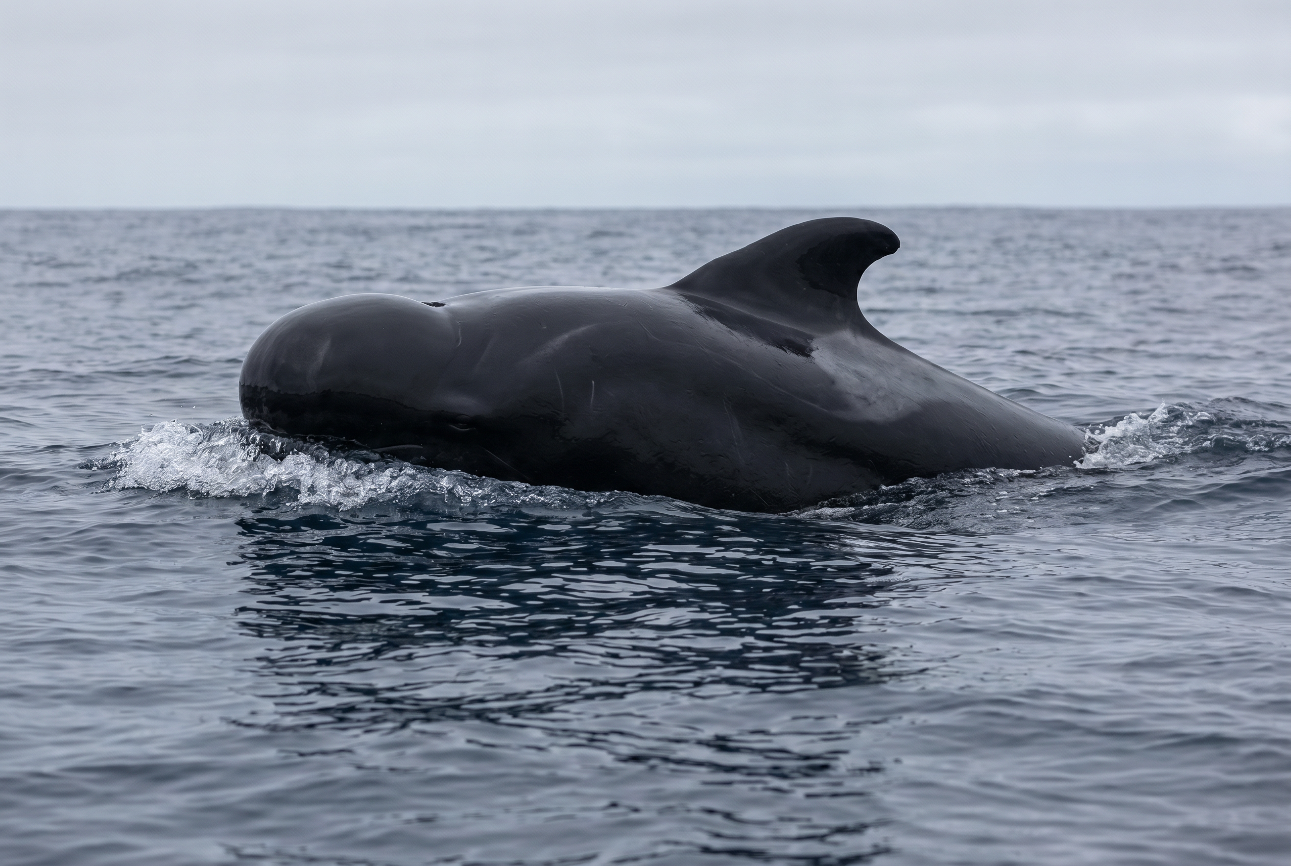 Long-finned Pilot Whale