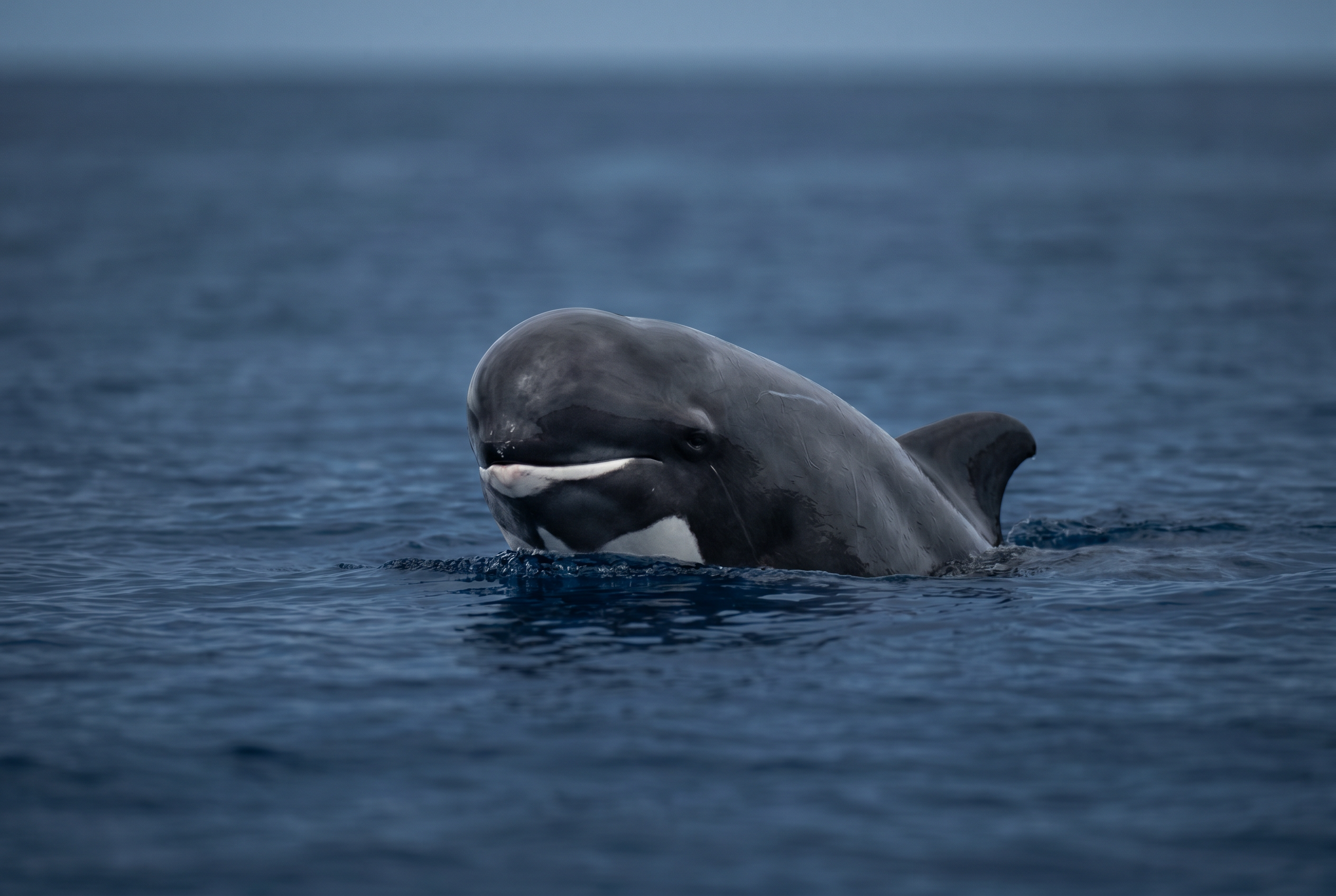 Pygmy Killer Whale