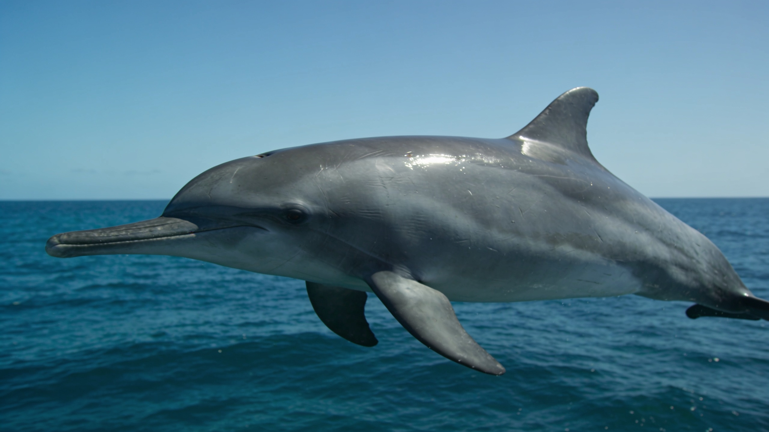 Rough-toothed Dolphin