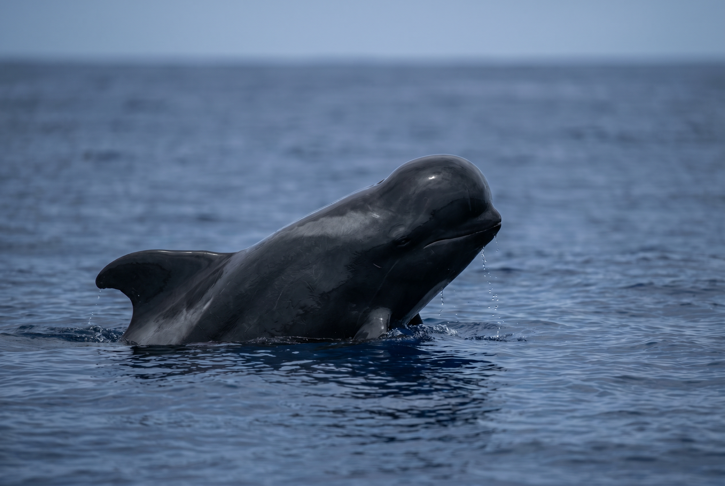 Short-finned Pilot Whale
