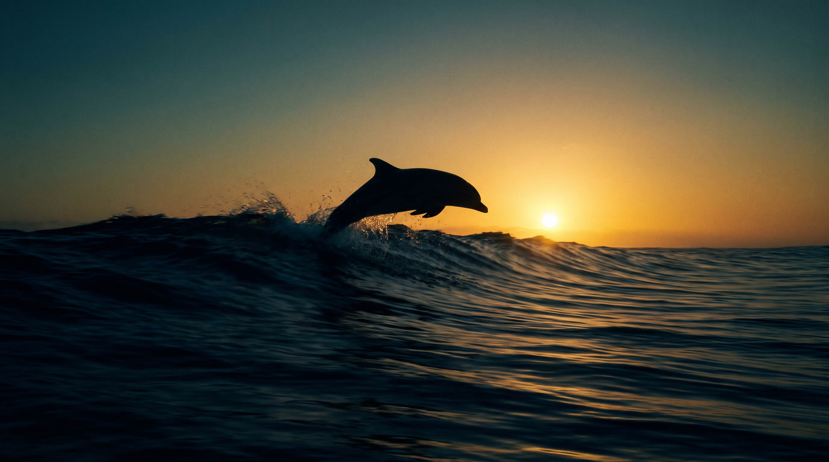 Dolphin Silhouette