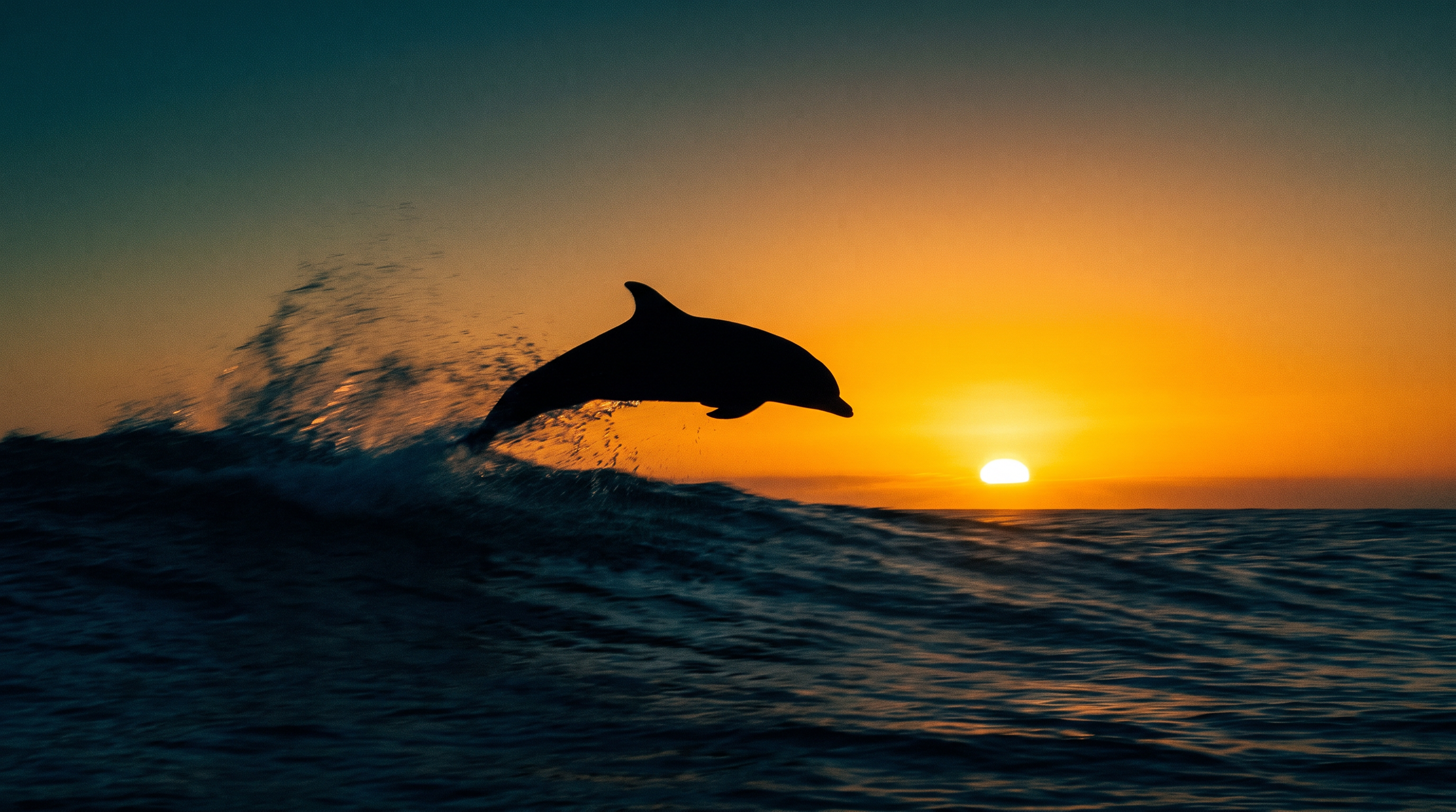 Silhouetted dolphin jumping
