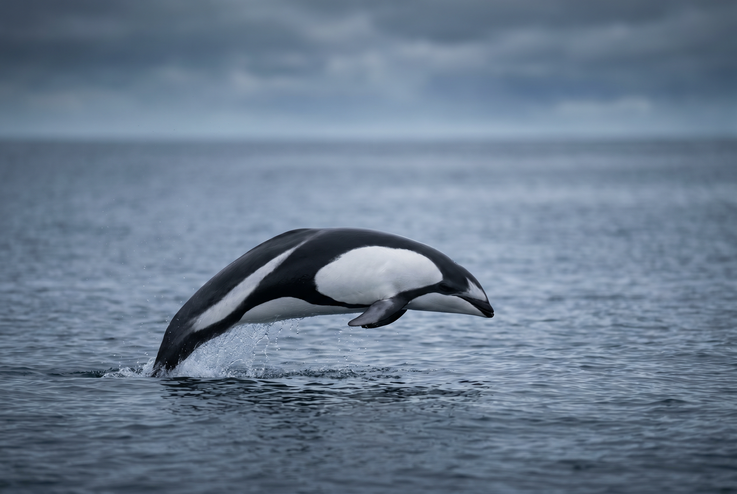 Southern Right Whale Dolphin