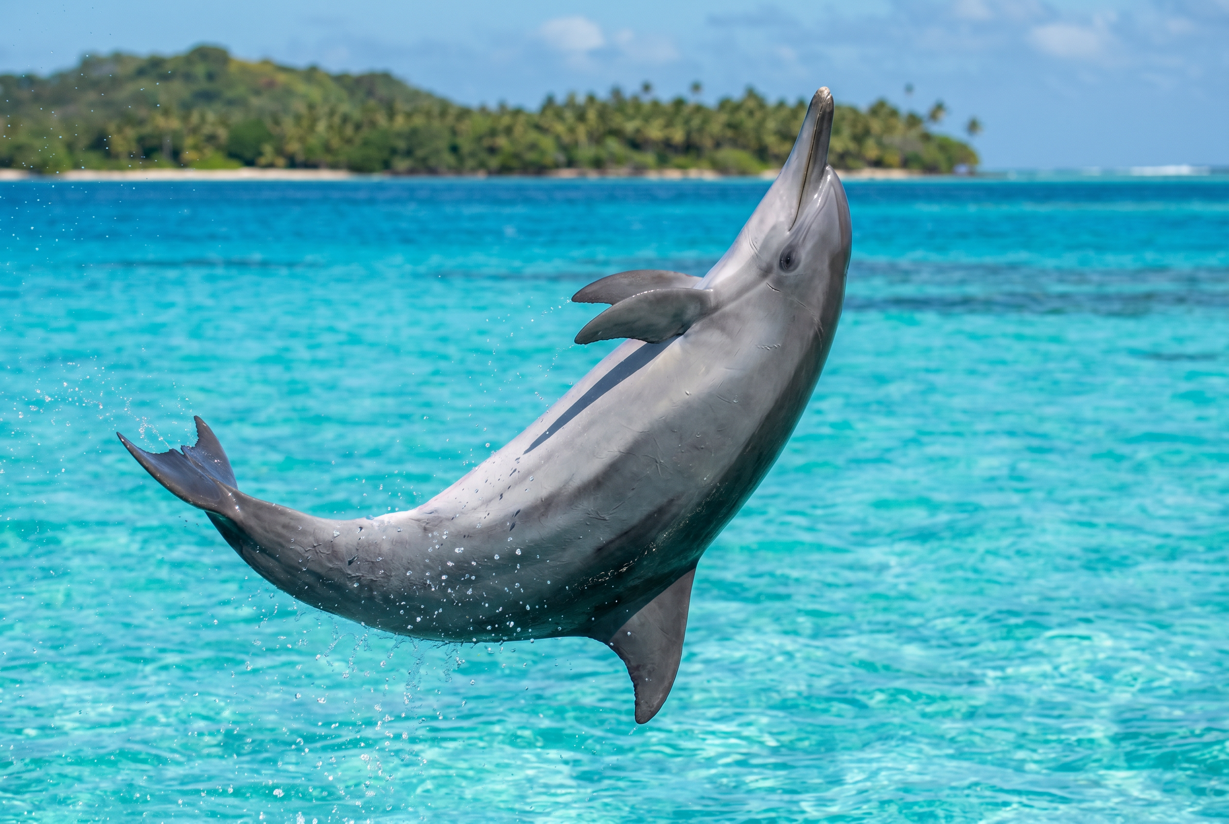 Spinner Dolphin